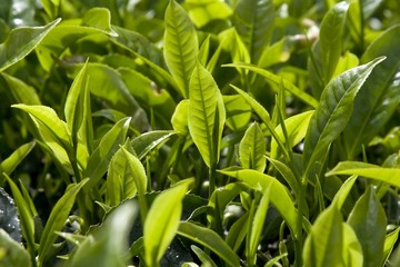 tea plantation