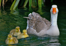 Baby Gosling With Mother Goose