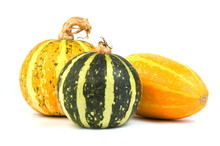 Autumn Vegetables - Gourds