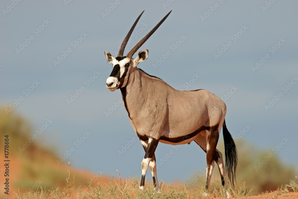 gemsbok antelope - obrazy, fototapety, plakaty 