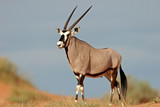 gemsbok antelope