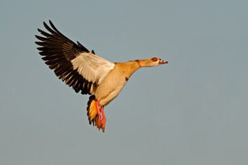 egyptian goose in flight