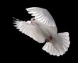 canvas print picture white dove in flight 5
