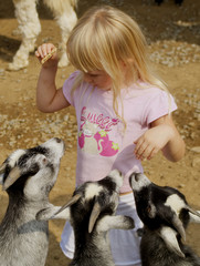 little girl feeding goats