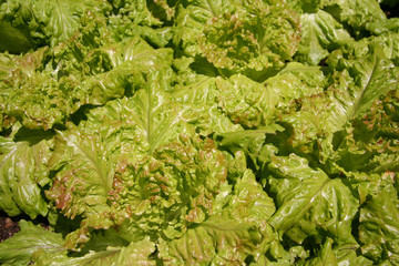 lettuce garden