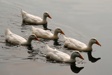 White Ducks In Formation