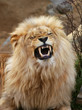 angola lion, panthera leo bleyenbergi