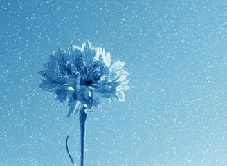 Wall Mural - blue flower in snow