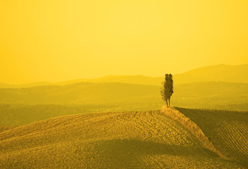 tuscan landscape in yellow sunset light