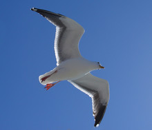 Sea Gull In Flight