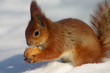 red squirrel with nut