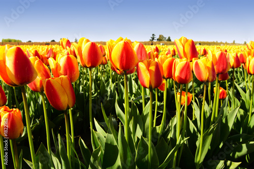 Tapeta ścienna Pomarańczowe tulipany