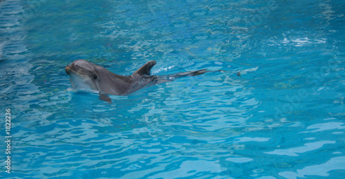 Board z aluminiowym obramowaniem Delfin