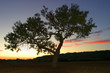 southwestern sunrise in Texas silhouetting a majestic mesquite tree