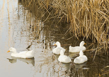 Four Adn One White Ducks