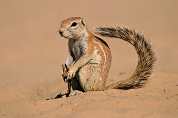 Canvas Print - ground squirrel