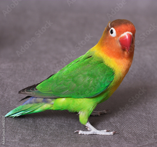 Obraz na płótnie canvas czteroczęściowy "tetraptyk" Lovebird