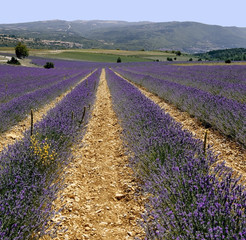 Sticker - lavender fields provence france