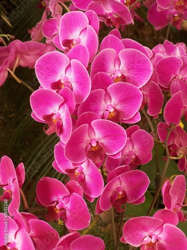 Tapeta ścienna Egzotyczna orchidea