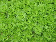 green grass texture