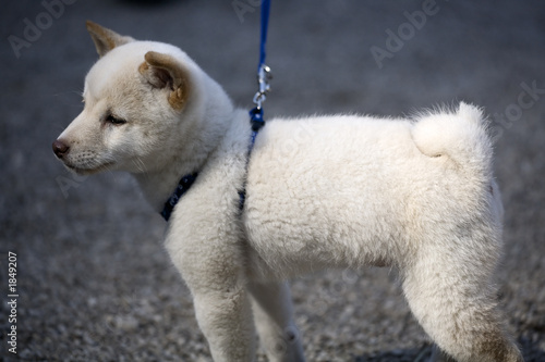 flauschiger weißer hund StockFoto Adobe Stock