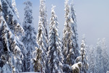 Fototapeta Las - snow trees