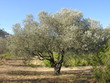 un vieil olivier en provence