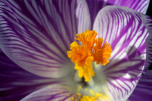 Purple And White Crocus Flower 2