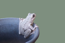 Frog In A Pot