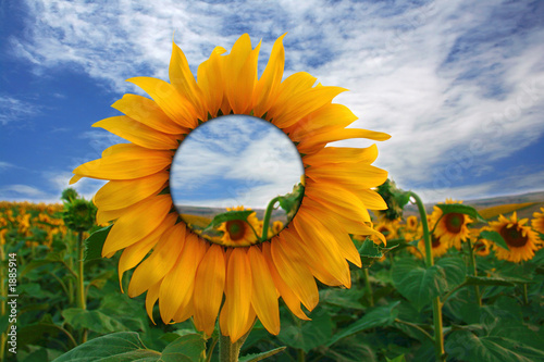 Plakat na papierze fotorealistycznym Przezroczysty słonecznik