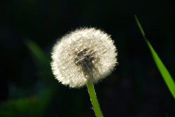 Wall Mural - dandelion