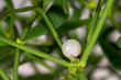 close-up of a mistletoe berry