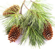 three cones on the fir branch