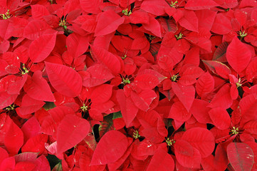 red poinsettia plants