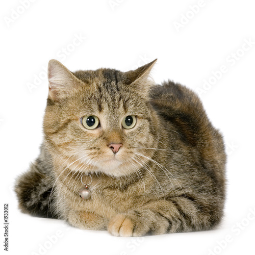 Chat Europeen Photo Stock Adobe Stock Chat Europeen Photo Stock Adobe Stock