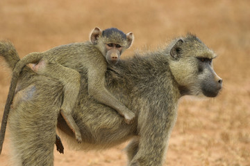 baboon mother and infant