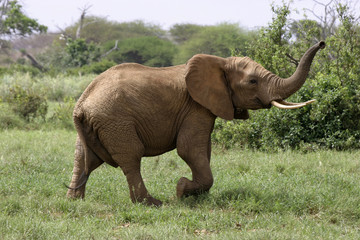 african elephant