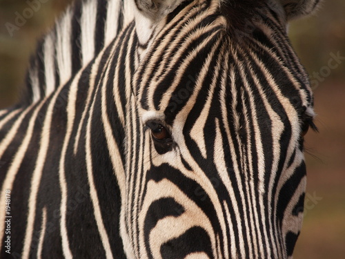 Plakat na papierze fotorealistycznym Zebra