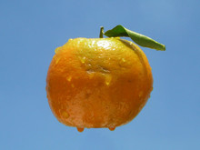 Mandarin Tangerine Satsuma Naartjie
