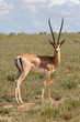 grant gazelle