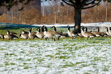 Feeding Canadian Geese