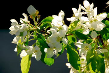 Wall Mural - apple blossom