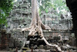 cambogia tempio ta phrom