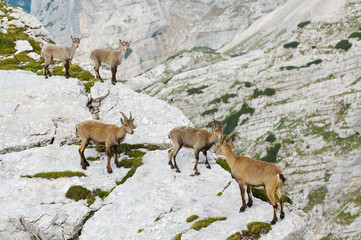 Wall Mural - group of wild ibex in julian alps in slovenia