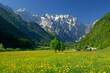 spring in alpine valley in northern slovenia