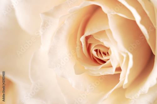 Naklejka dekoracyjna rose