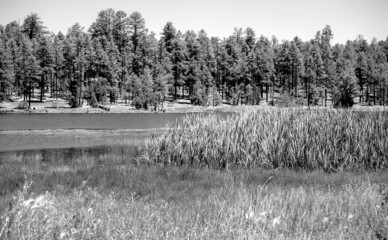 monochrome forest lake 2