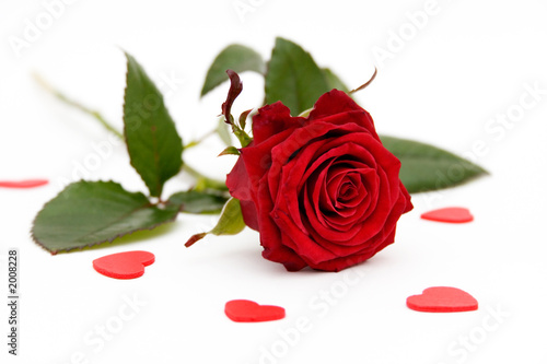 Jalousie-Rollo - red rose (von Kati Finell)