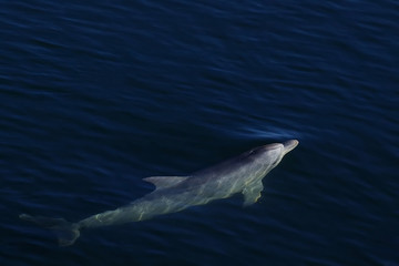 Wall Mural - dolphin under water