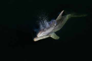 Wall Mural - dolphin surfacing